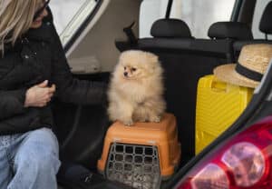 A caixa de transporte é uma das opções para garantir a segurança do pet durante a viagem. Foto: Freepik